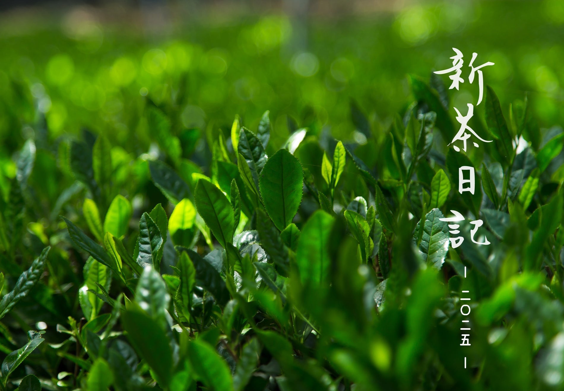 Shincha Diary 2025