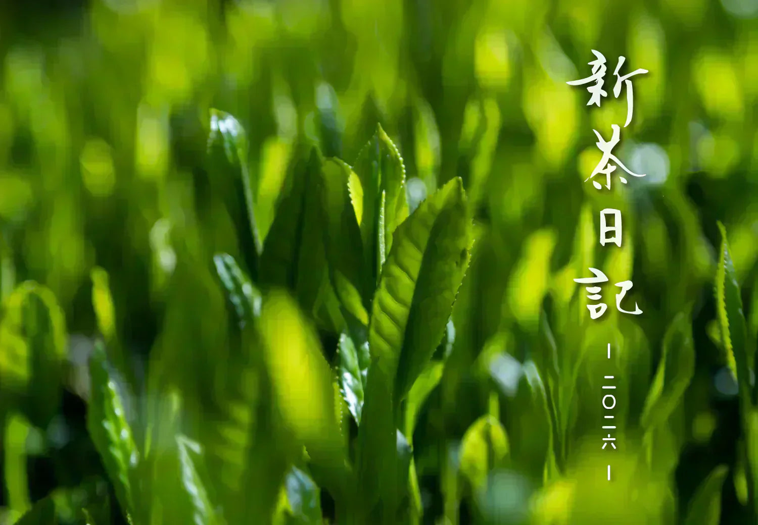 Shincha Diary 2026