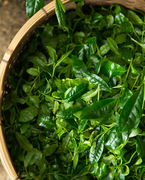 Shincha 95g Can w/box